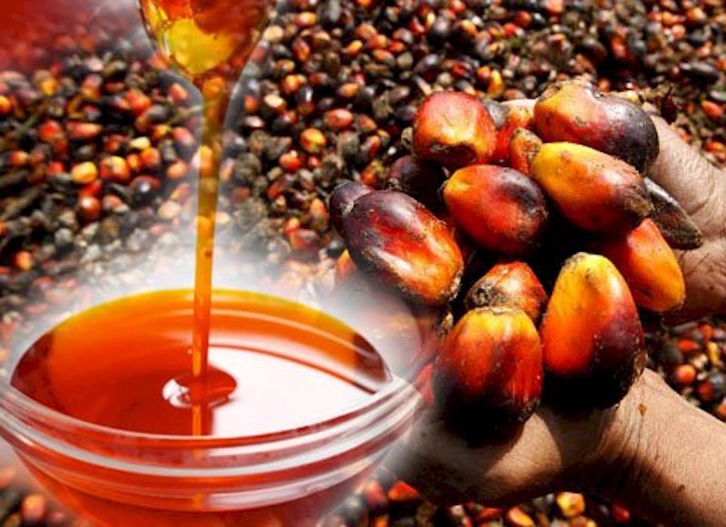 Firm Drives Financing of Oil Palm Industry to Boost National Output – THISDAYLIVE